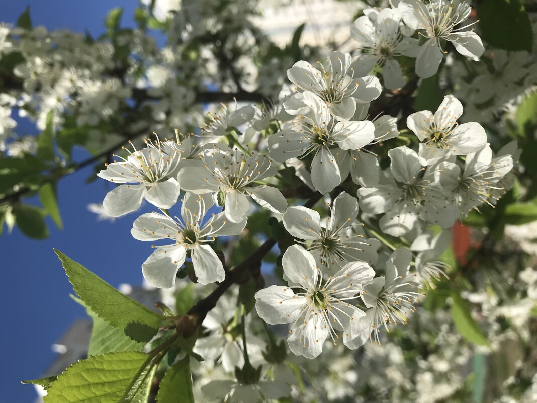Прелестная нежность цветущих садов - Pippa 