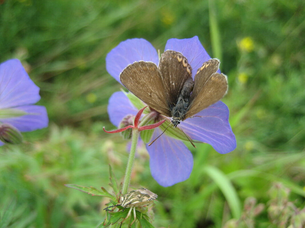 Голубянка и щитник - Anna Ivanova Голубянка и щитник - Anna Ivanova