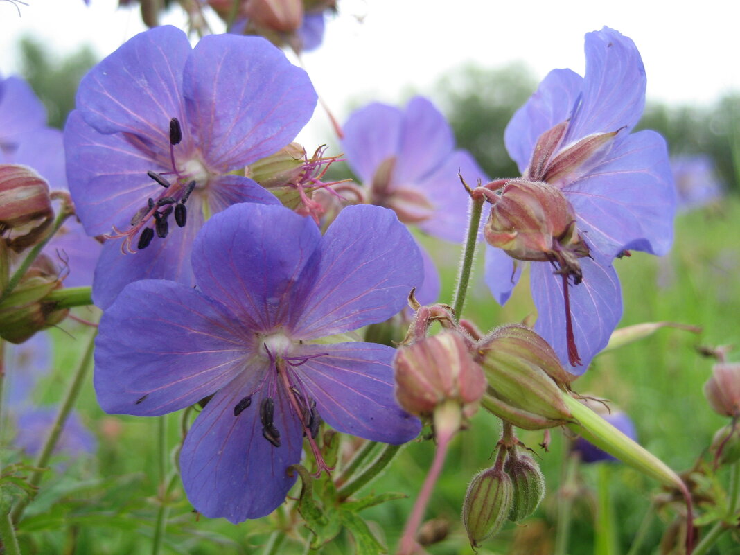 Герань отцветает - Anna Ivanova Герань отцветает - Anna Ivanova