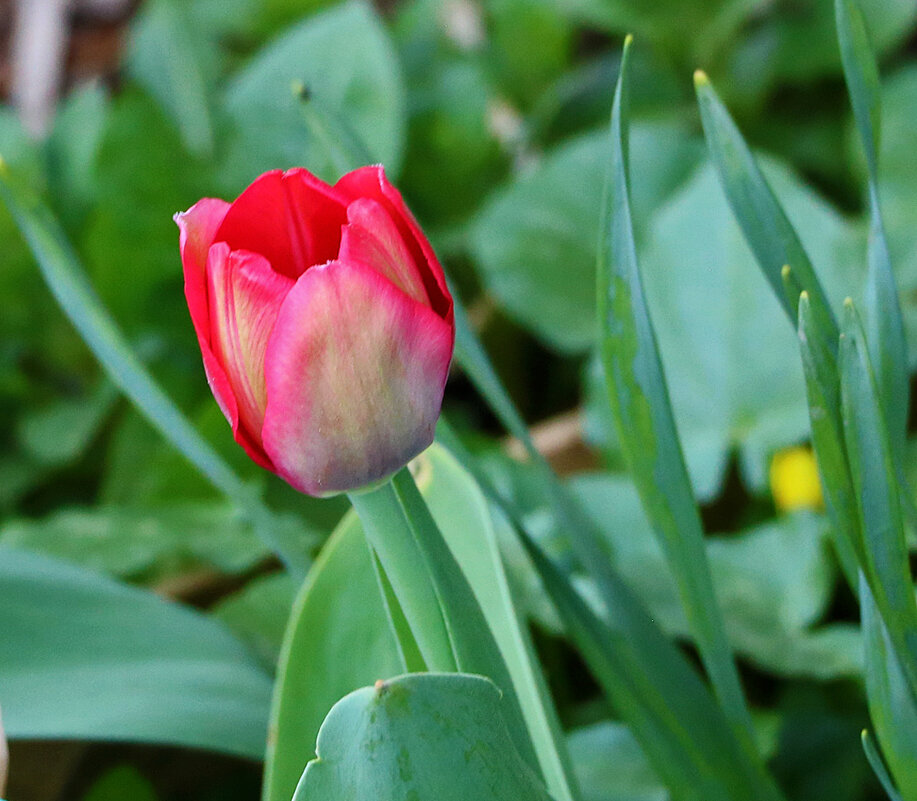 Первый тюльпан - Светлана 