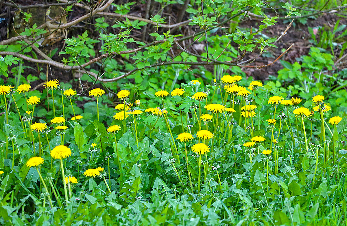 Вот и одуванчиковое время пришло - Светлана 
