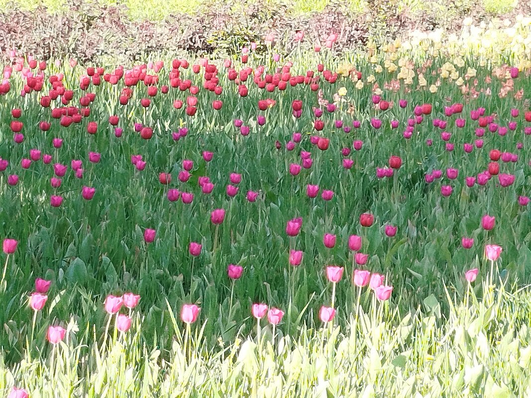 Цветочная поляна! - Надежда 