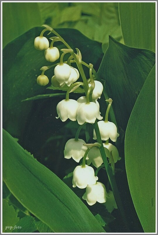 Ландыши, светлого мая привет. - Владимир Попов