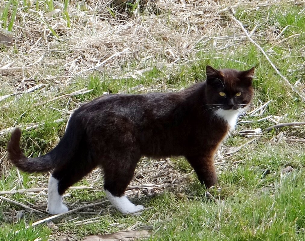 Кузьмич - Антонина Гугаева Кузьмич - Антонина Гугаева