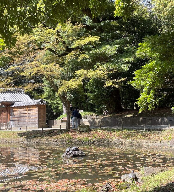 Черепахи в токийском парке - Елена Черепахи в токийском парке - Елена