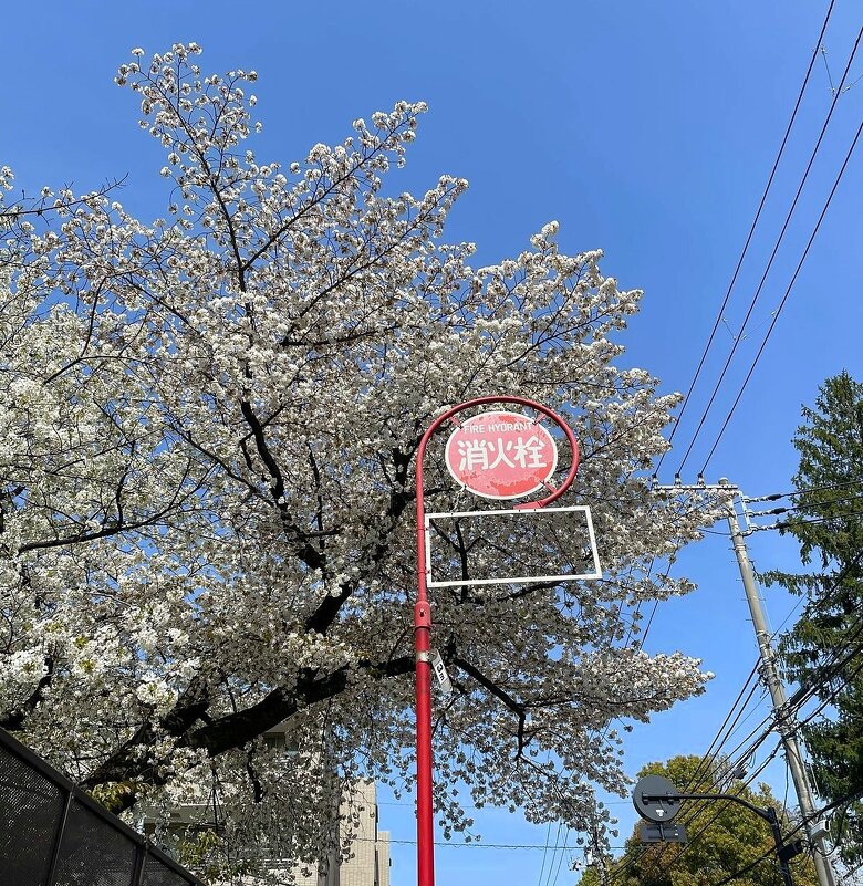 Пожарный гидрант на фоне цветения... - Елена 