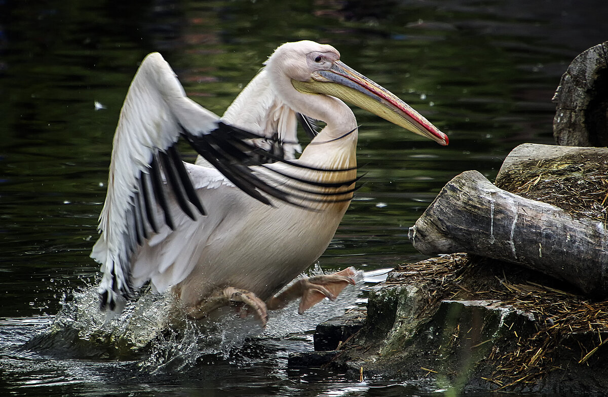 ***** - Андроник Александр ***** - Андроник Александр