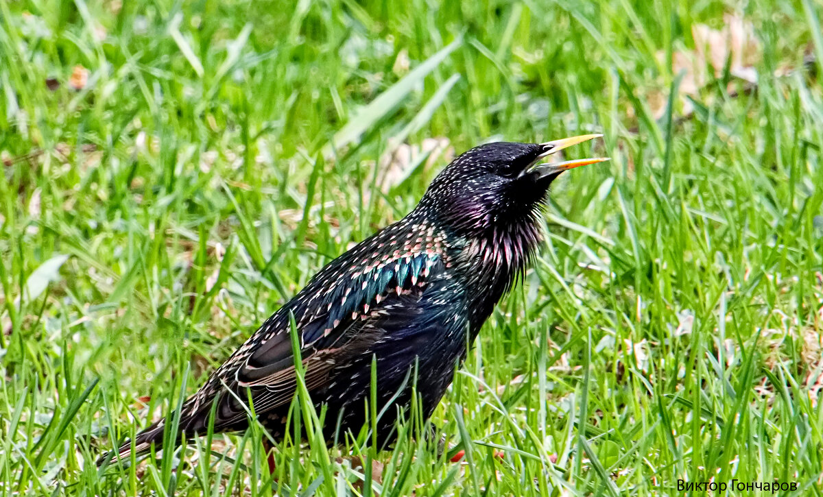 скворец - Laryan1 скворец - Laryan1