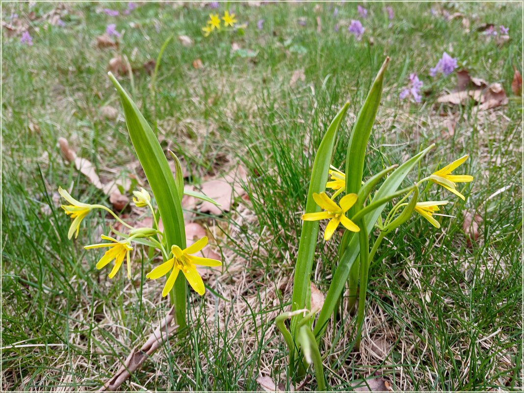 Гусиный лучок. - Лия ☼ Гусиный лучок. - Лия ☼