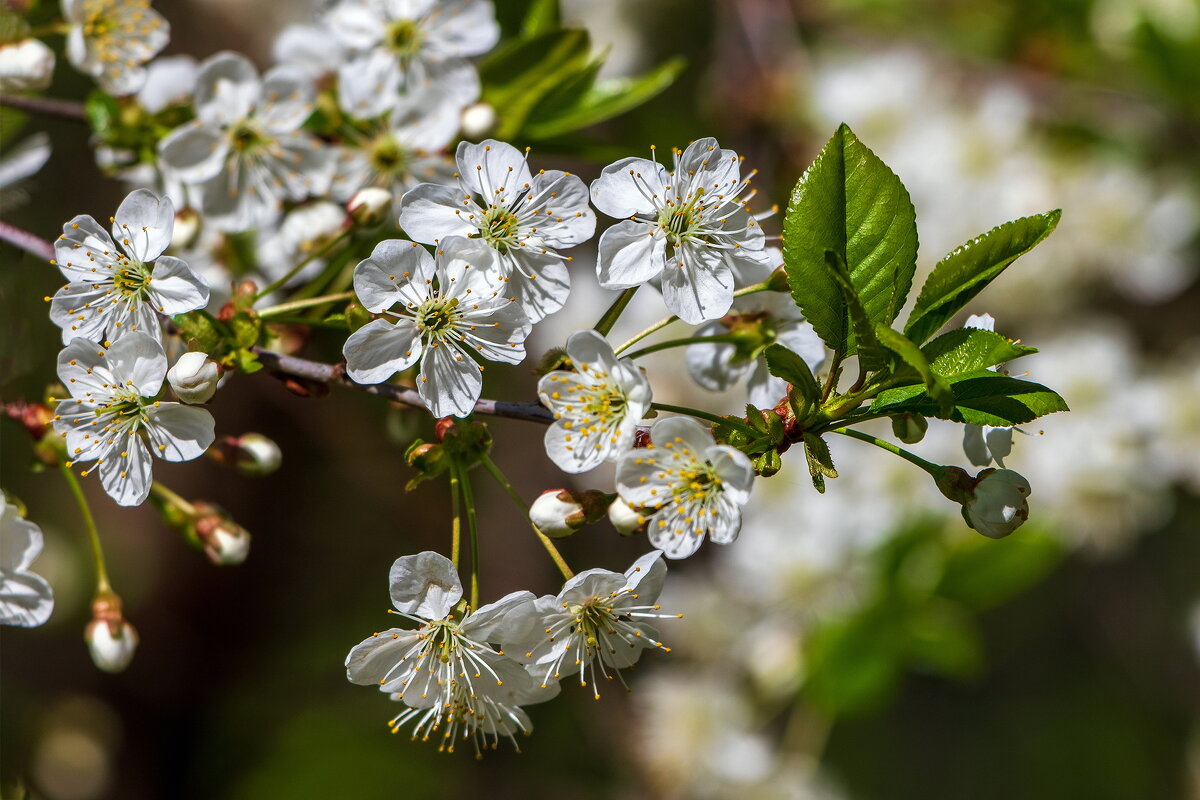 Вишня цветёт. - Анатолий. Chesnavik. Вишня цветёт. - Анатолий. Chesnavik.