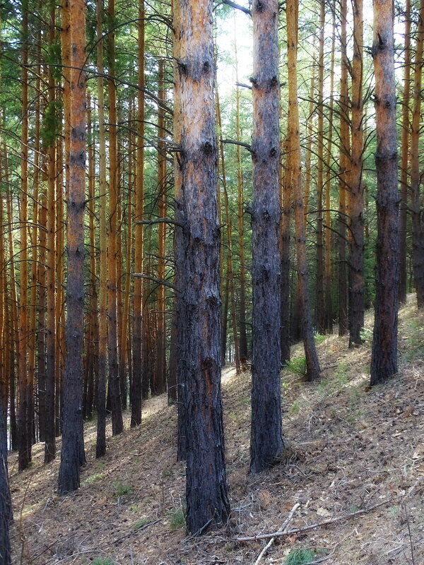 Весенний лес - Павел Трунцев