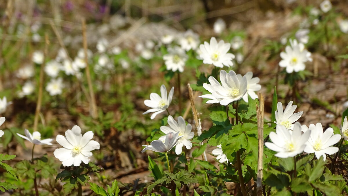 Первоцвет - Павел Трунцев Первоцвет - Павел Трунцев