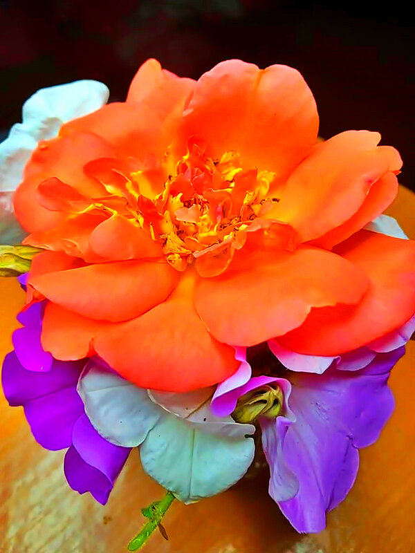 ЭТАЛОН   КРАСОТЫ - Анатолий Малобродский