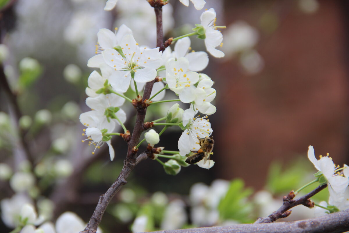 Апрель. - Венера Чуйкова