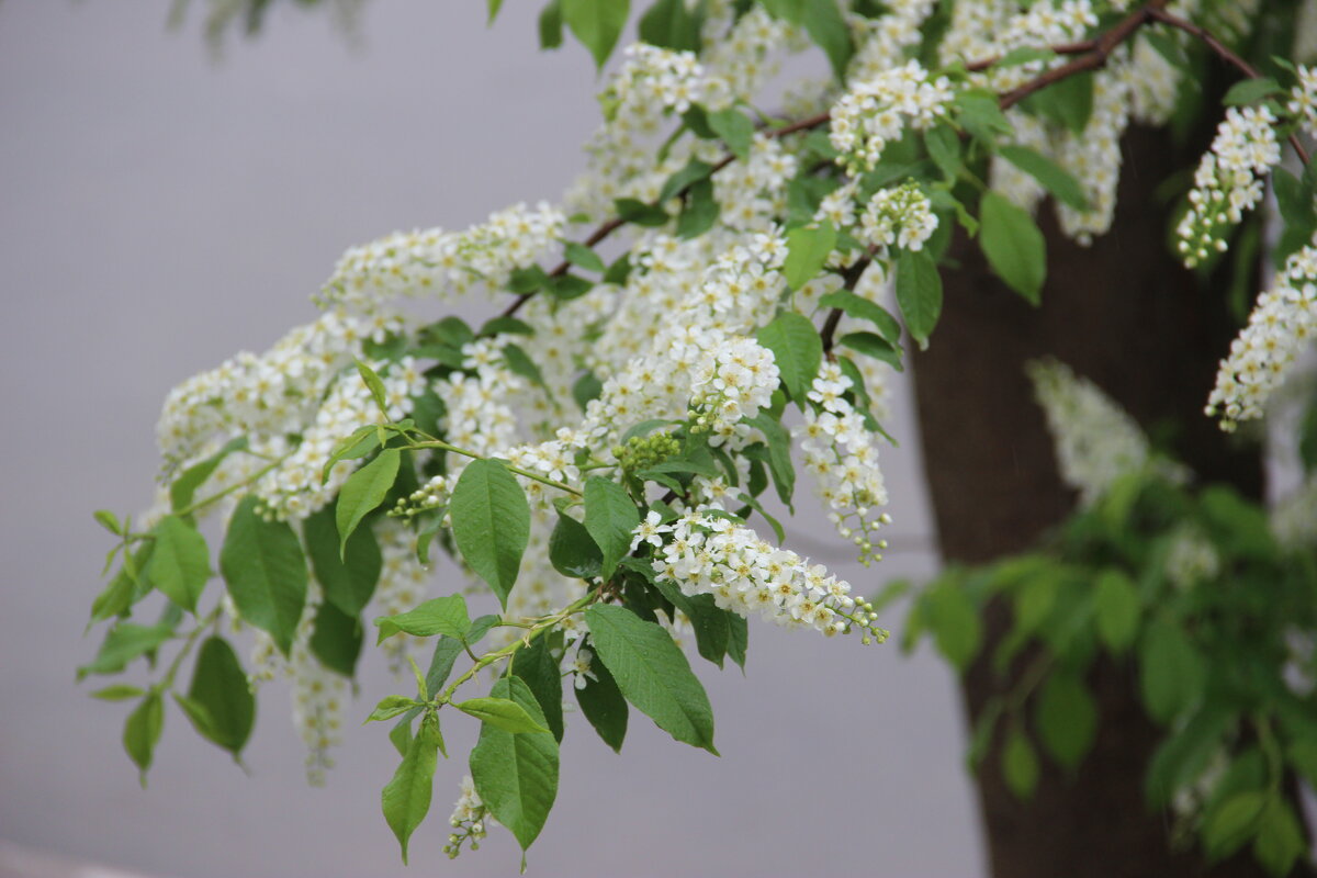 Апрель. - Венера Чуйкова Апрель. - Венера Чуйкова