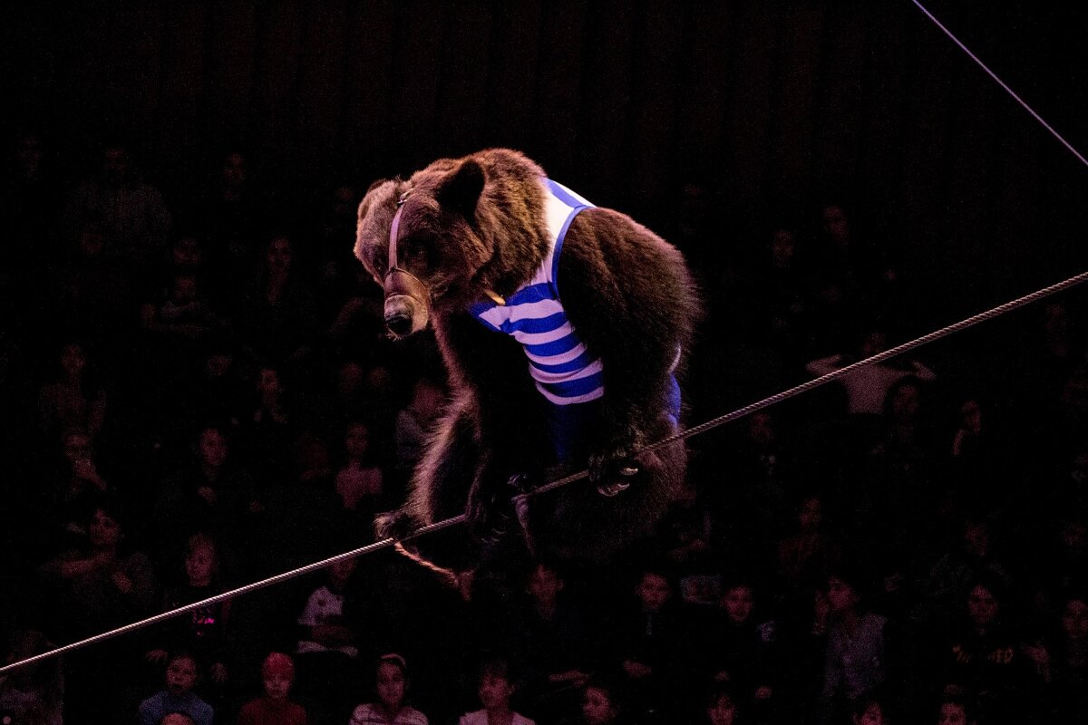 Цирковой медведь - Тамара Федорова