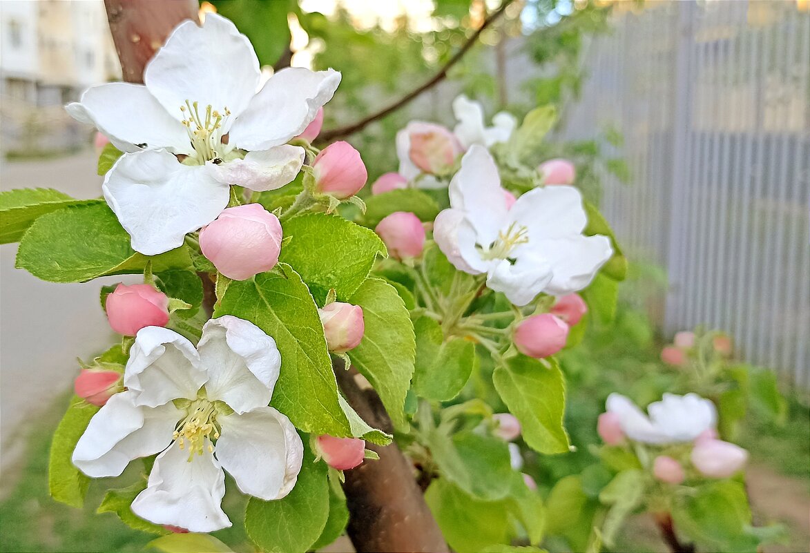 Яблоневый цвет - Татьяна Тюменка Яблоневый цвет - Татьяна Тюменка