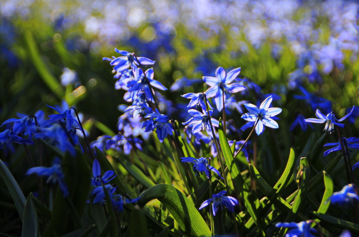 Весна пришла.. пролеске срок назначен высыпать наружу! - Татьян@ Ивановна Весна пришла.. пролеске срок назначен высыпать наружу! - Татьян@ Ивановна