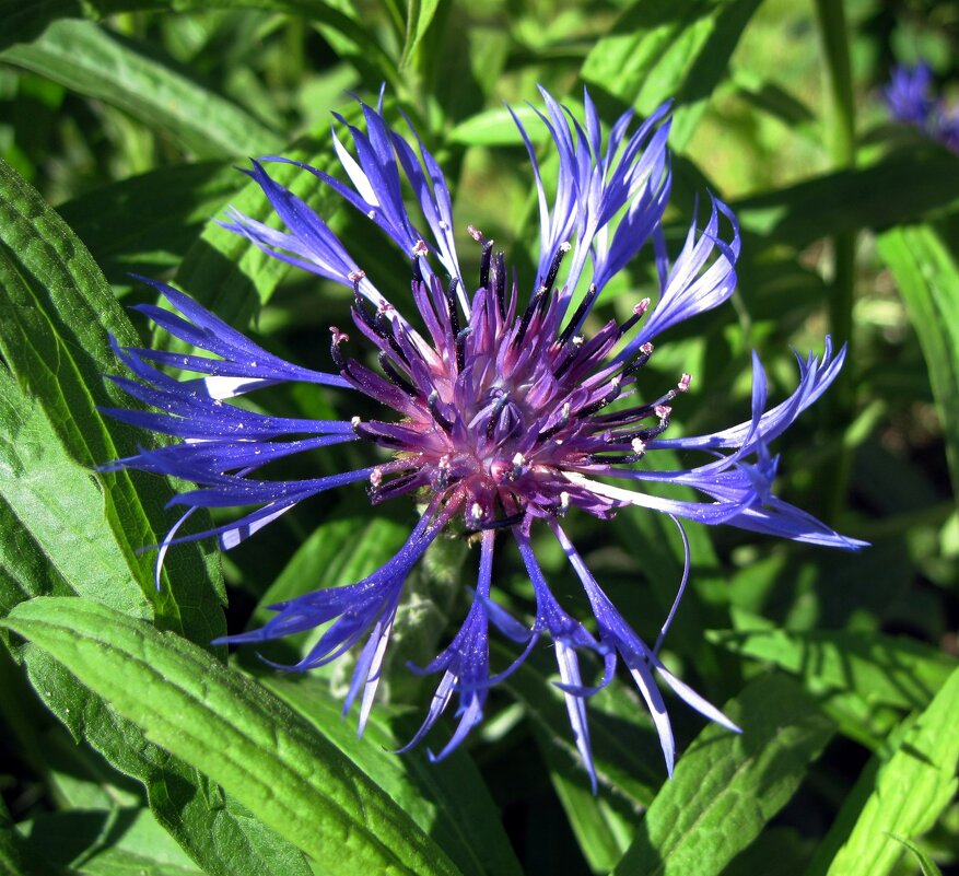 Василёк. - Ирина *** Василёк. - Ирина ***