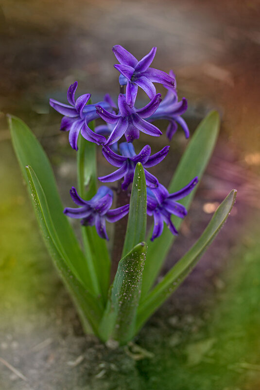 Весенний привет - Александр Трухин Весенний привет - Александр Трухин