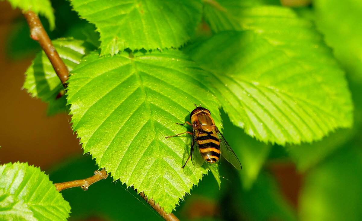 природа апреля 8 - Александр Прокудин