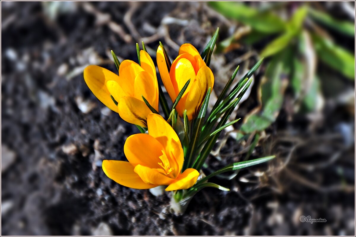 Про апрель... - Aquarius - Сергей Про апрель... - Aquarius - Сергей