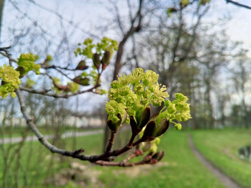 Клён - Сапсан 