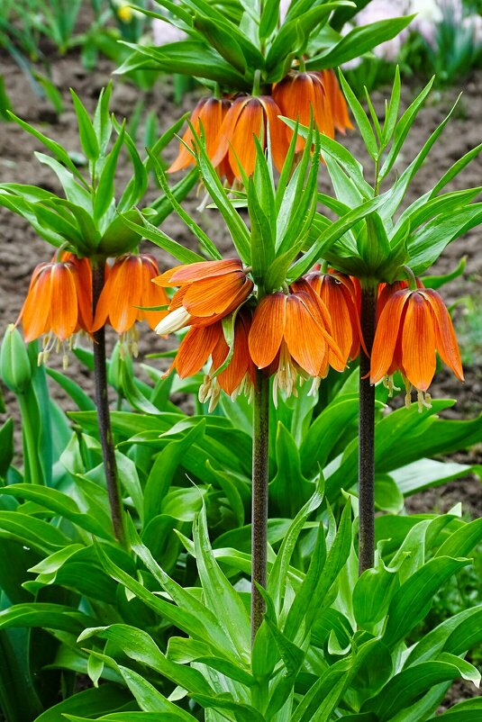 Рябчики на городской клумбе. - Милешкин Владимир Алексеевич Рябчики на городской клумбе. - Милешкин Владимир Алексеевич