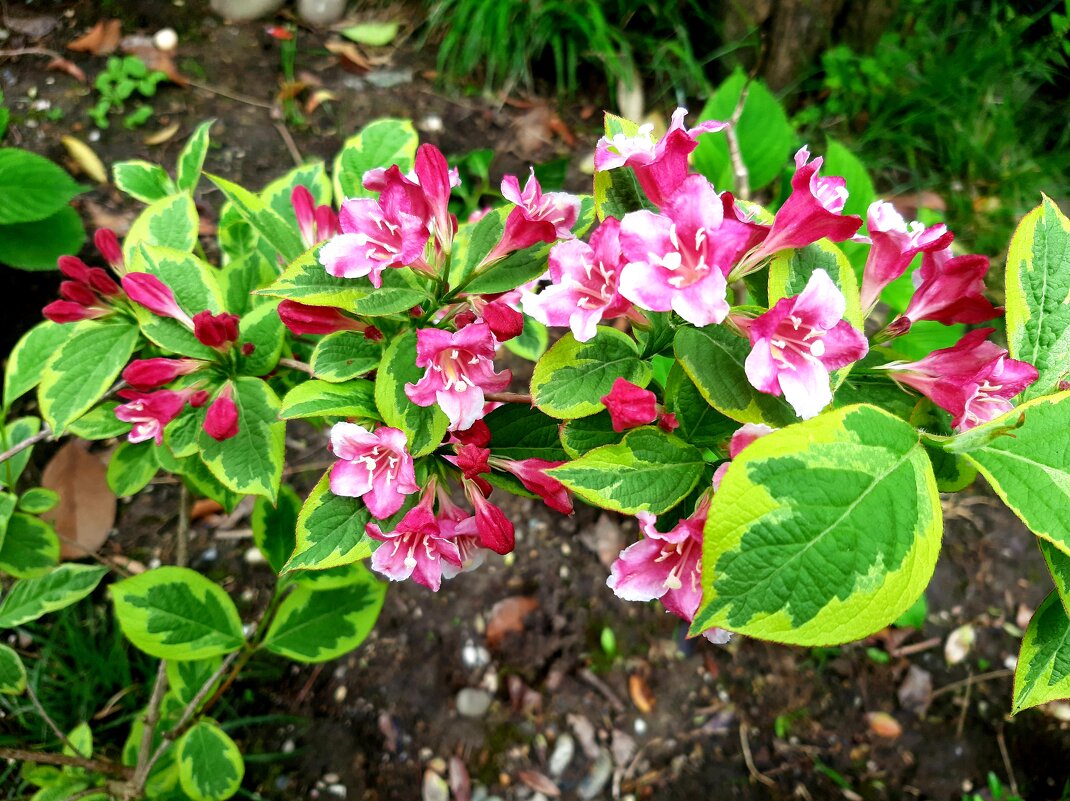 ВЕЙГЕЛА - Tata Wolf ВЕЙГЕЛА - Tata Wolf