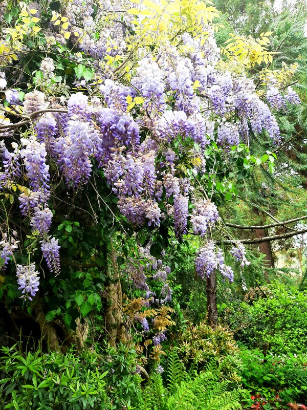 ГЛИЦИНИЯ - Tata Wolf ГЛИЦИНИЯ - Tata Wolf