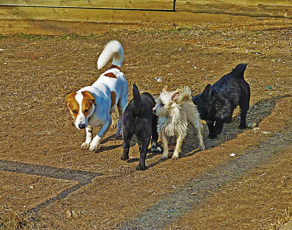 Май...Собачья свадьба! - Владимир 