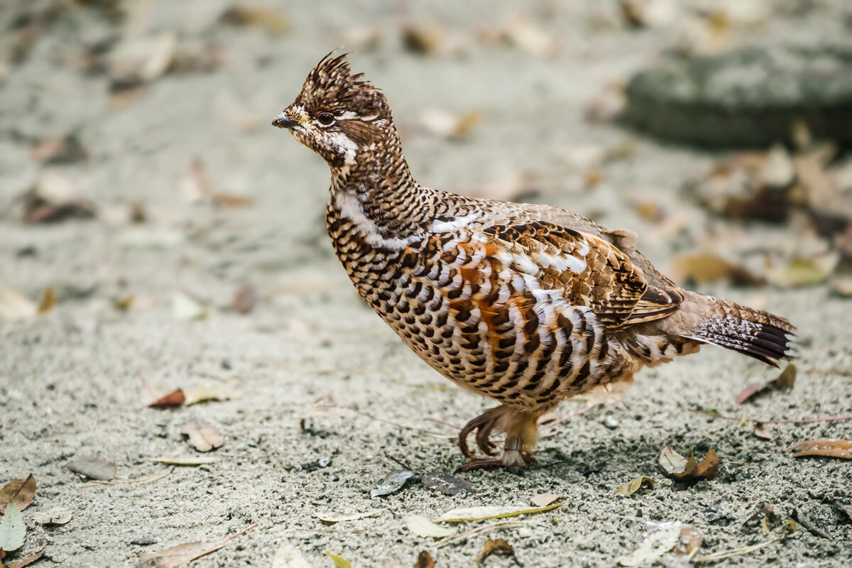 Рябчик - SanSan 