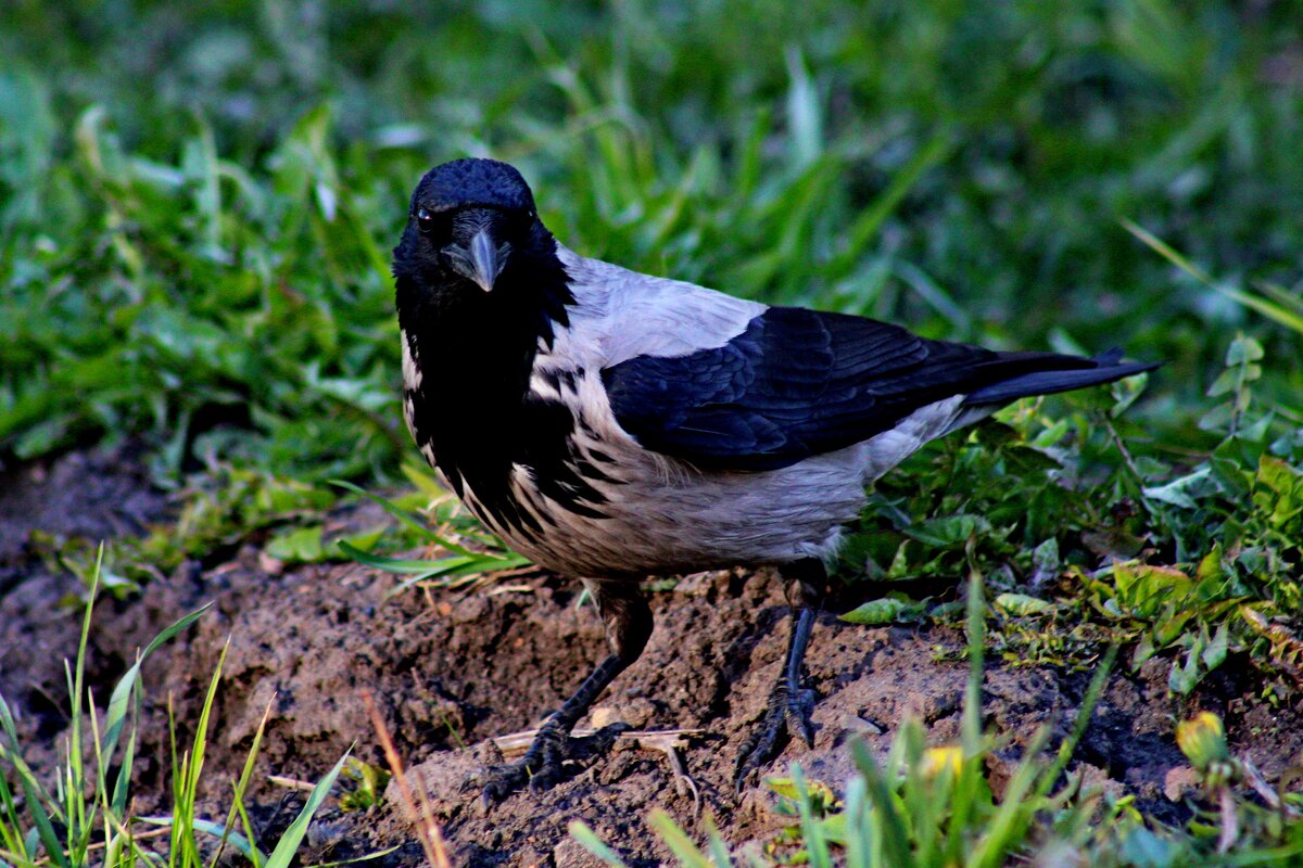 Внимание - Дмитрий (Горыныч) Симагин
