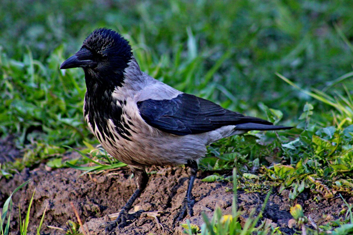 Взъерошенная - Дмитрий (Горыныч) Симагин