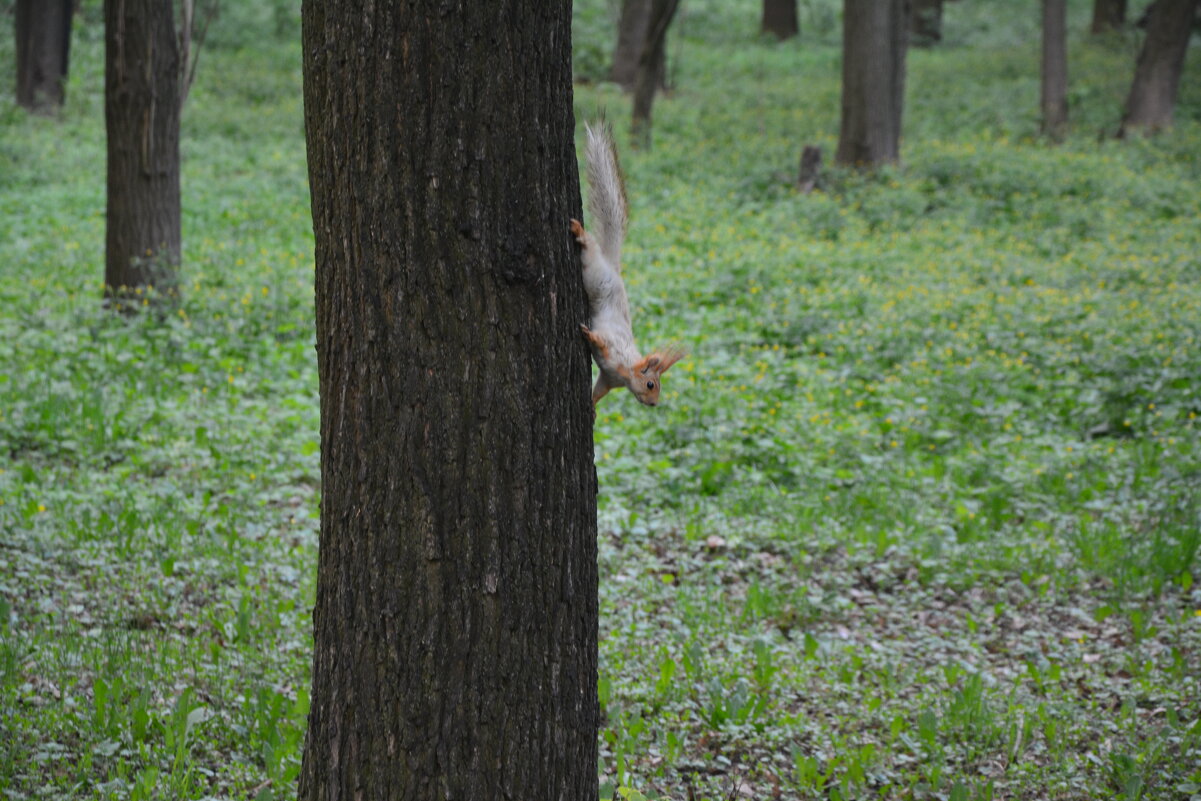 Белка на дереве - Александр Буянов Белка на дереве - Александр Буянов