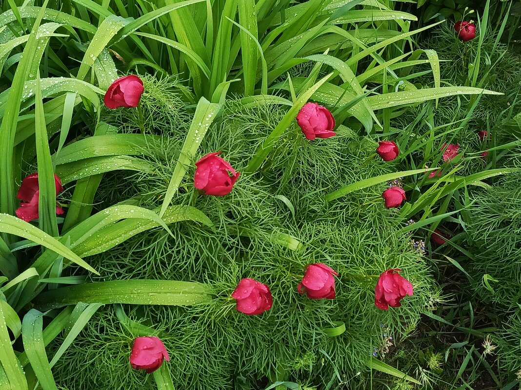 Дикий пион - Татьяна Пальчикова Дикий пион - Татьяна Пальчикова