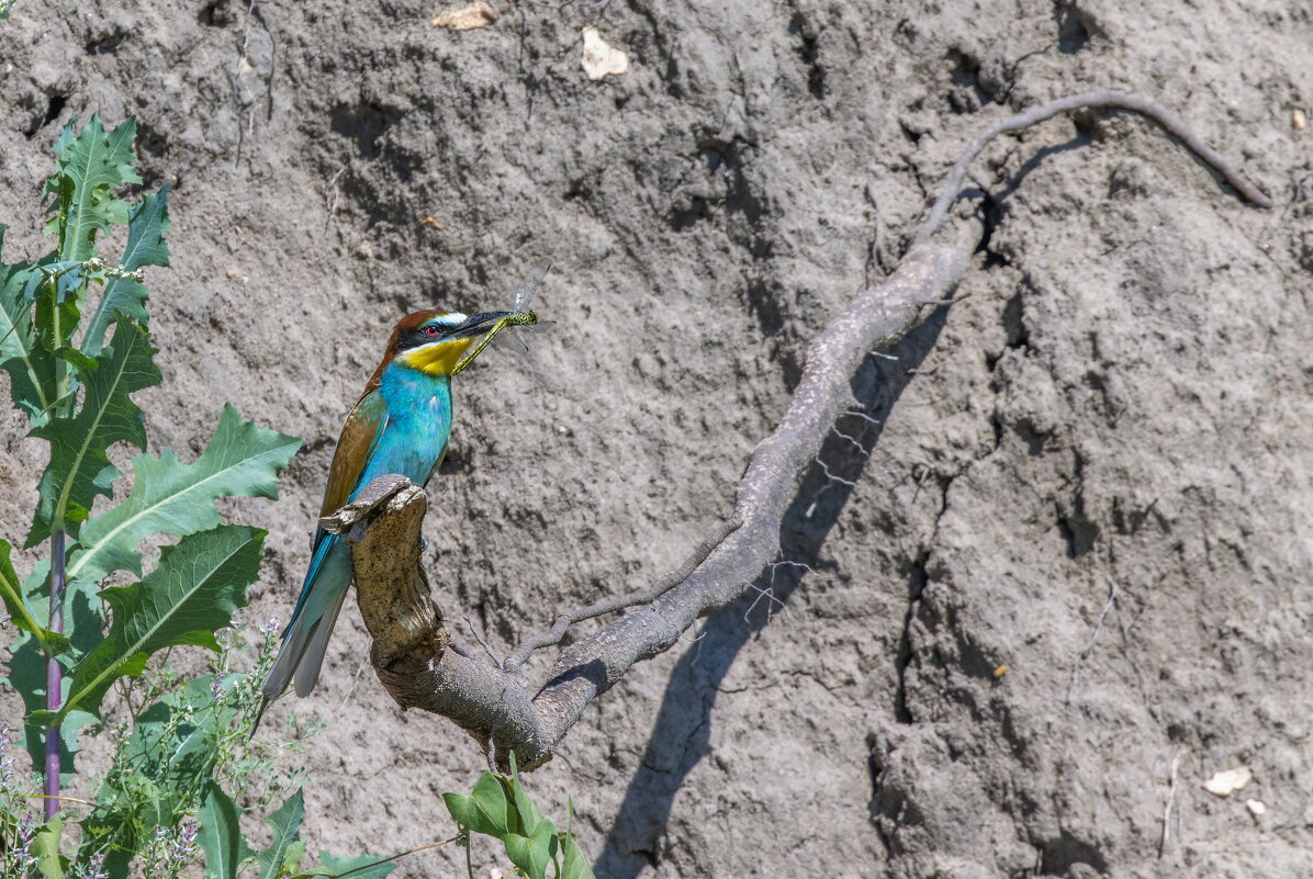 золотистые щурки. - юрий макаров золотистые щурки. - юрий макаров