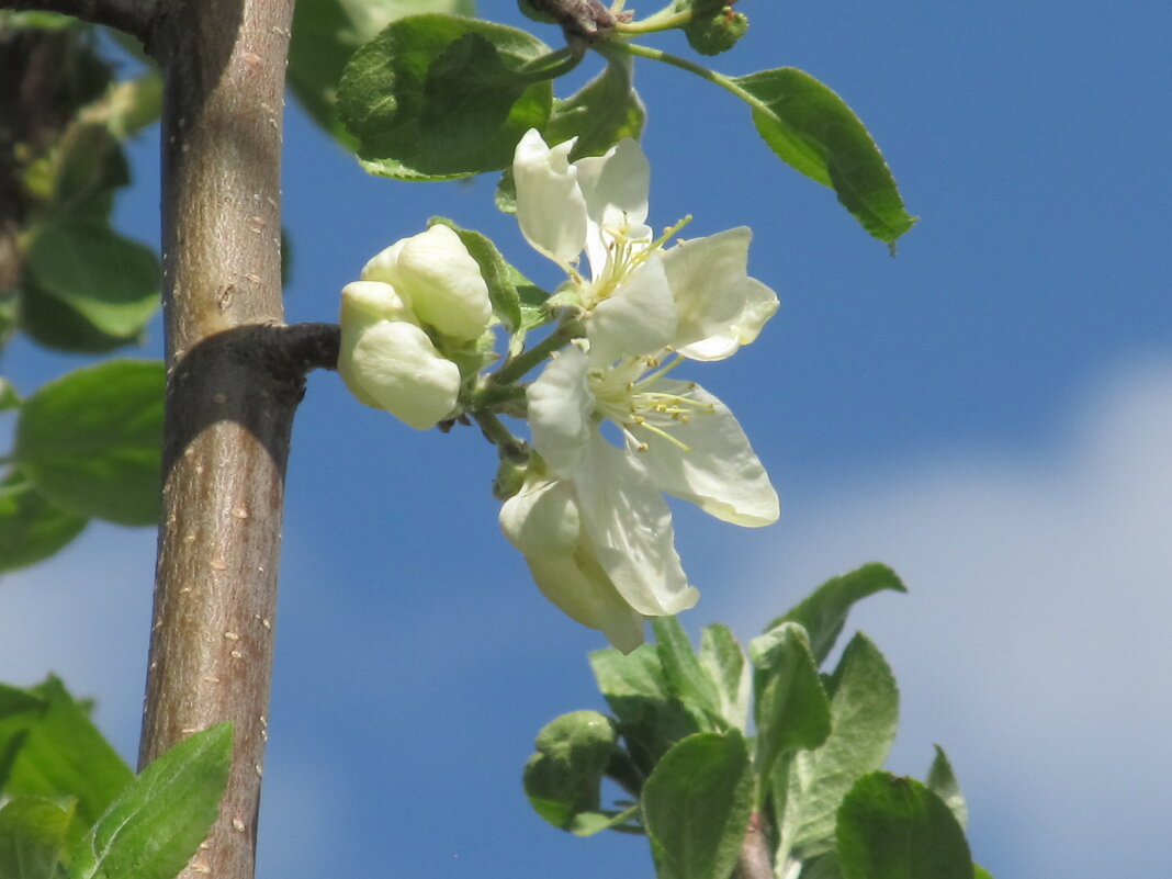 Ах, апрель ! - Елена Шаламова