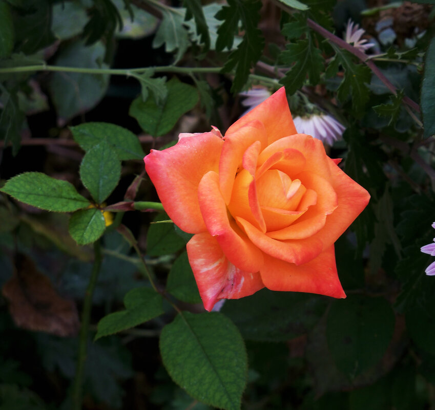 Оранжевая  роза - Валентин Семчишин