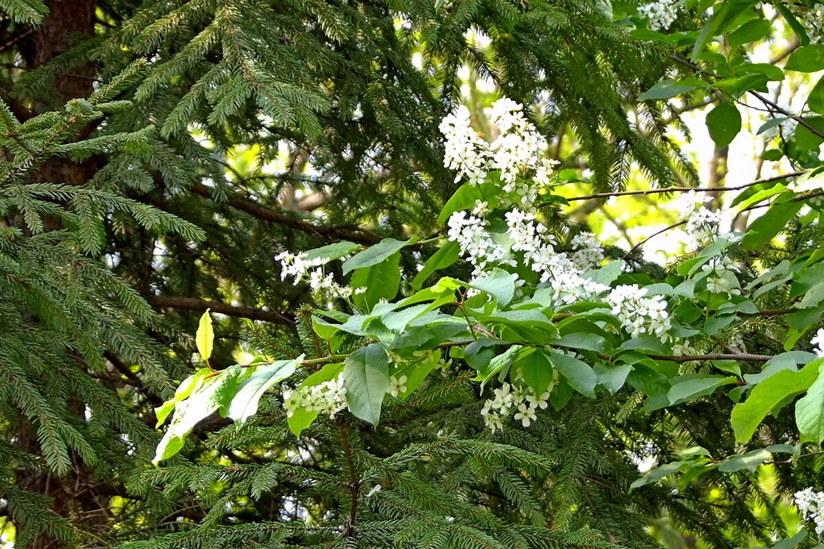 Черёмуха - Фёдор Меркурьев Черёмуха - Фёдор Меркурьев