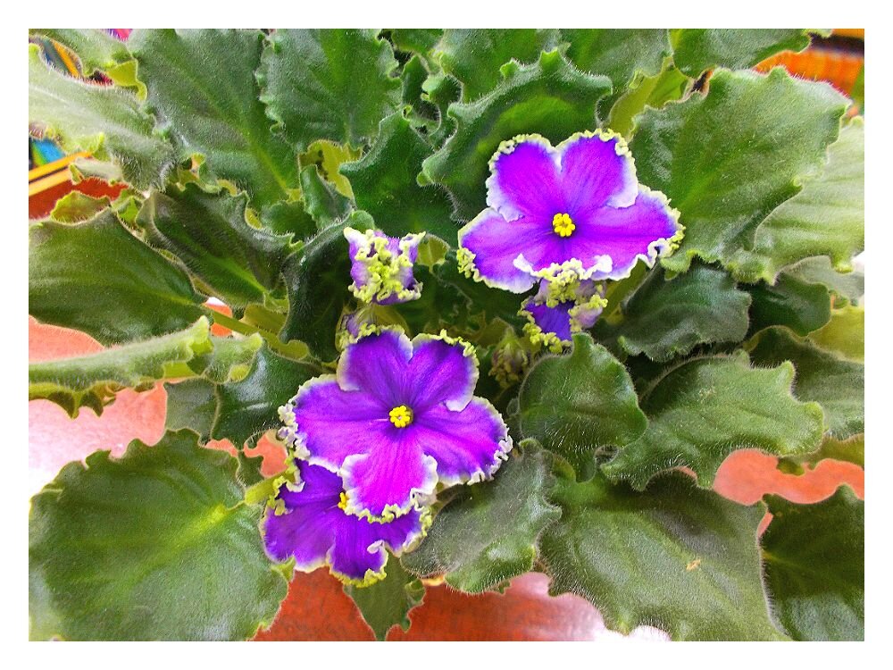 Pro фиалки - Alisia La DEMA