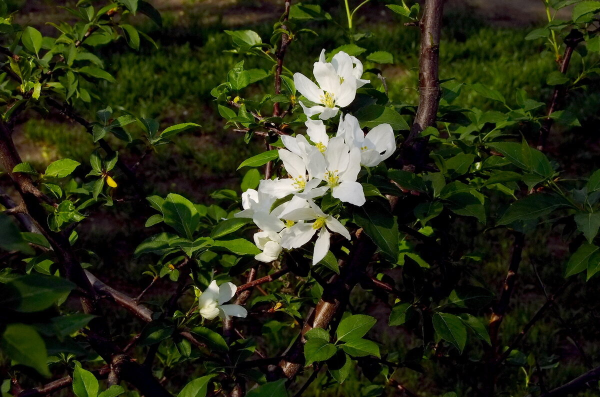 Веточки - цветочки - Фёдор Меркурьев Веточки - цветочки - Фёдор Меркурьев