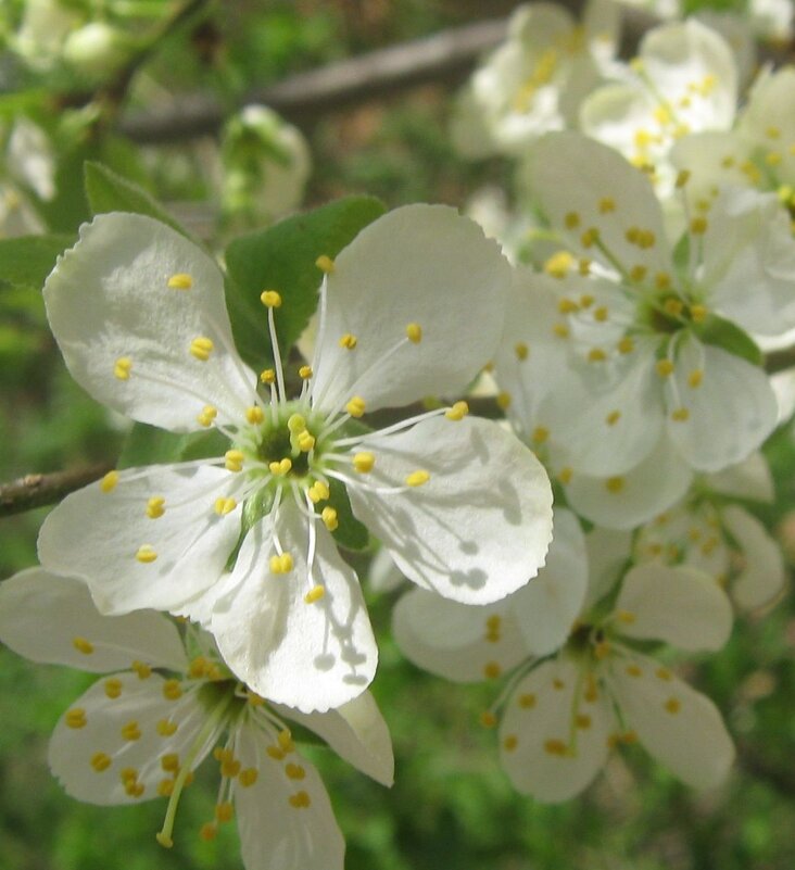 Вишневый цвет - Елена Семигина Вишневый цвет - Елена Семигина