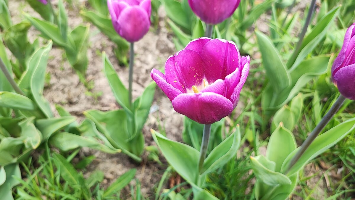 ,,, - Сергей Тимоновский