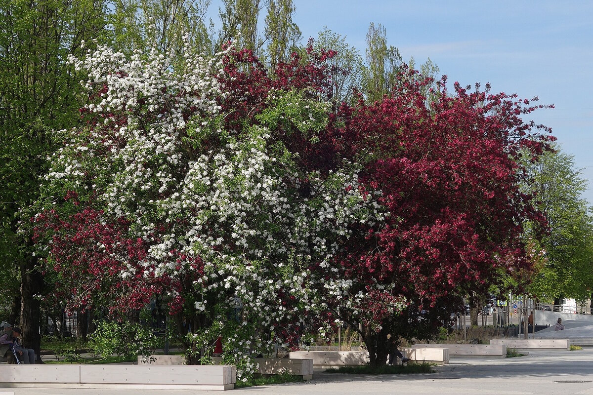 Цветет яблоня - Рита Симонова
