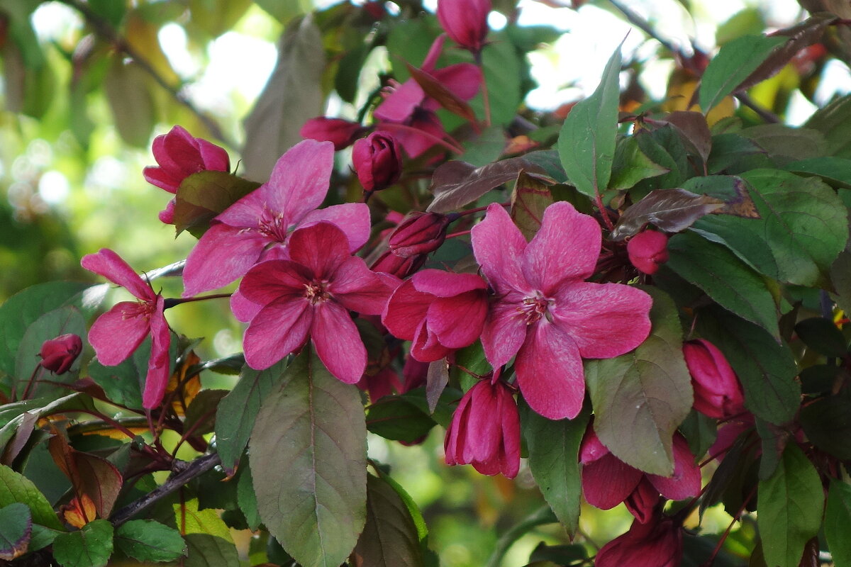 Цветет яблоня - Рита Симонова Цветет яблоня - Рита Симонова