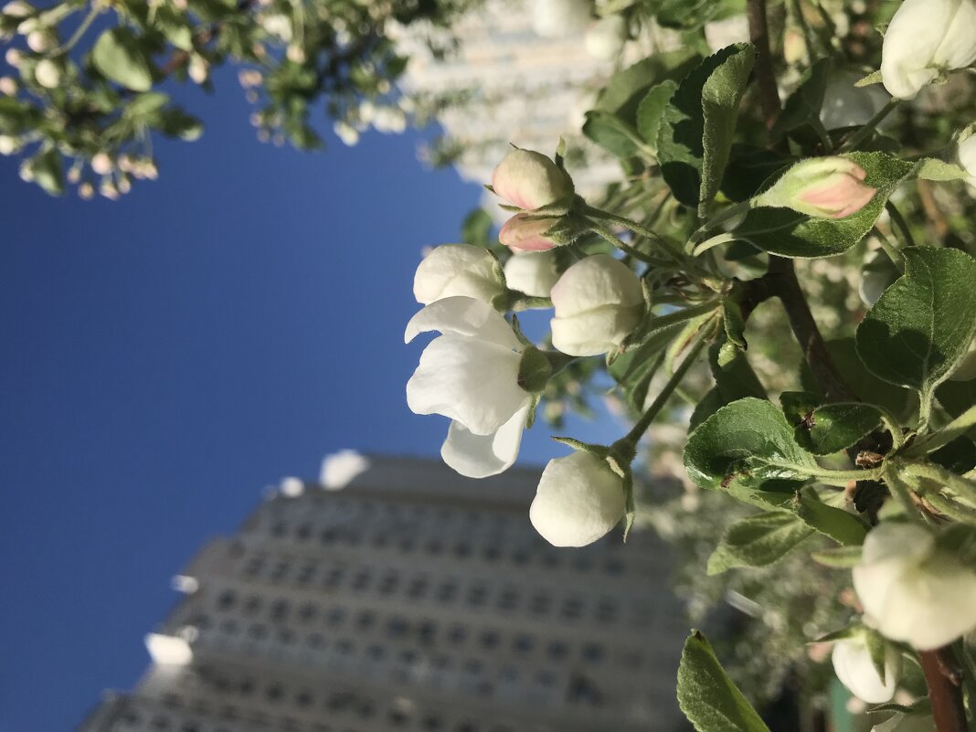 Бутончики - Pippa 