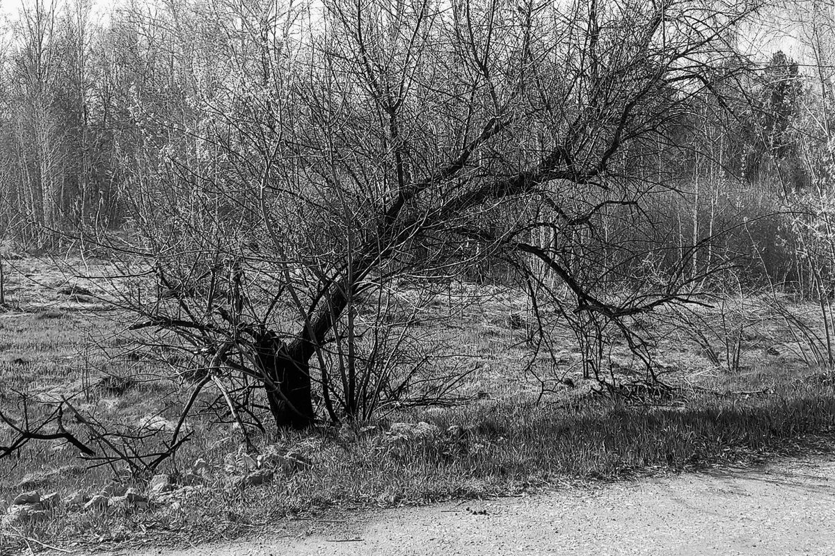 Иссохшее дерево - Игорь Солдаткин