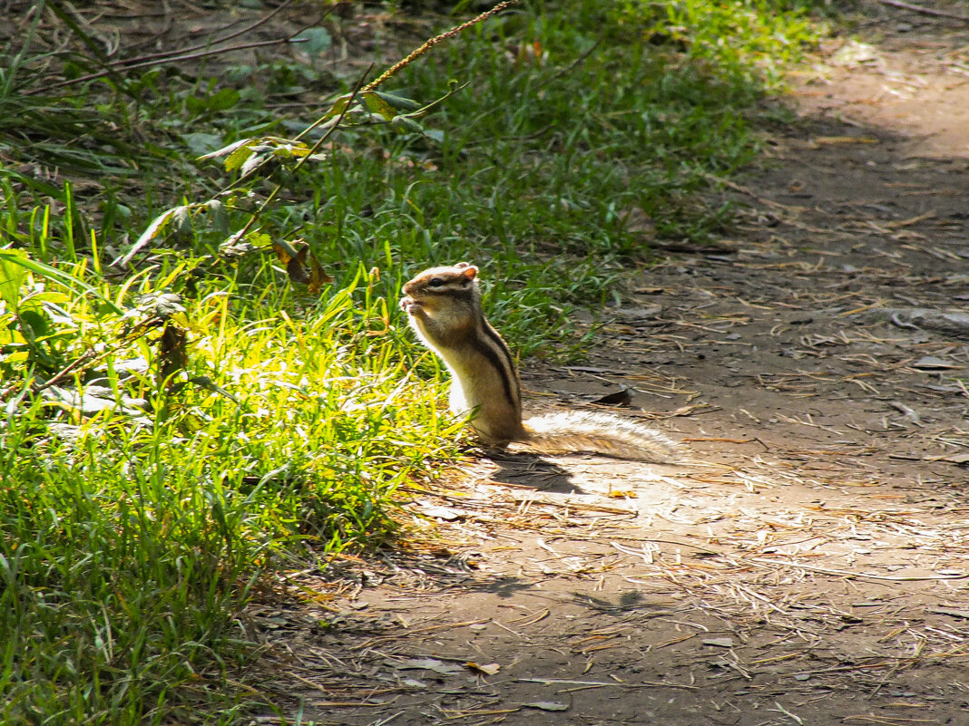 Бурундук - Сергей Михайлов Бурундук - Сергей Михайлов