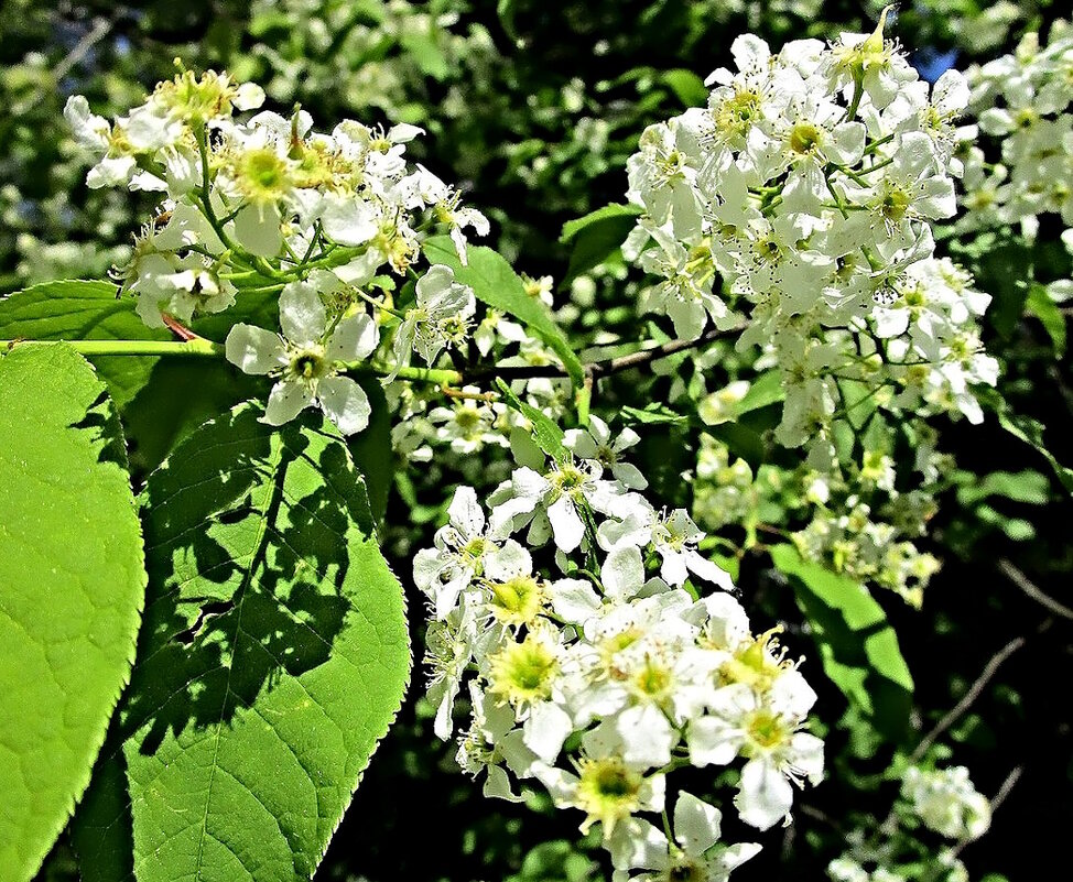 Черёмуха душистая. - Ольга Довженко